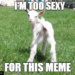 Goat too sexy for this meme