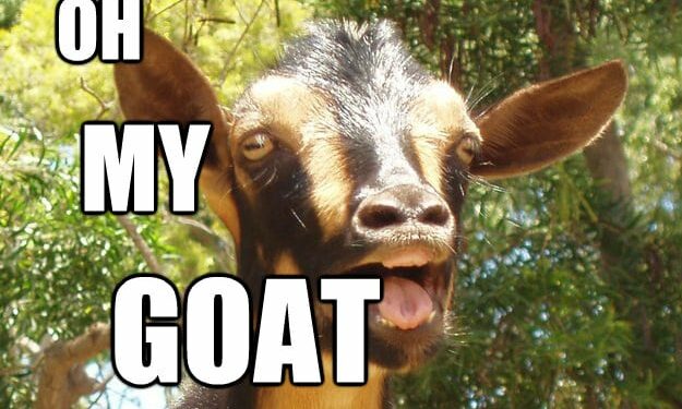 oh my goat